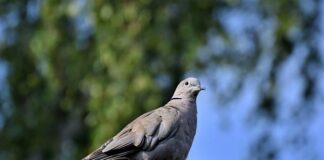 Gdzie jest najwięcej gołębi?