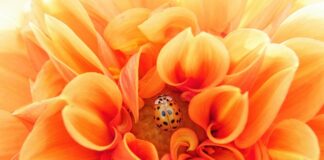 W jakiej temperaturze giną pasożyty w akwarium?