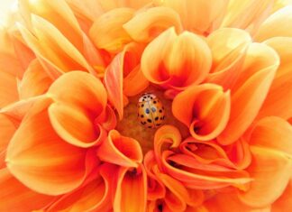 W jakiej temperaturze giną pasożyty w akwarium?