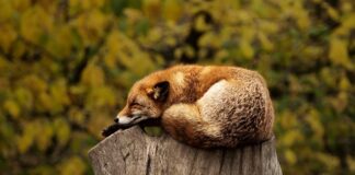 Co oznacza czerwona i zielona obrączką u gołębia?