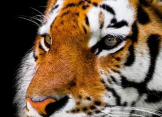 Czy można obciąć kotu wąsy?