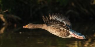 Kiedy obrączkuje się papugi?