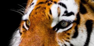 Czy obcięte wąsy u kota odrastają?