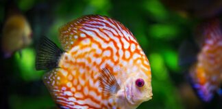 Jakie akwarium na początek?