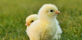 Jaka rasa kur znosi najwięcej jaj?
